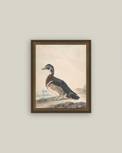 A Duck Framed Antique Art: 18x22