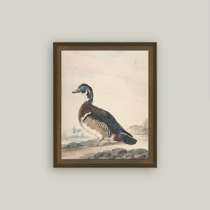 Framed Antique Prints and Photo Frames
