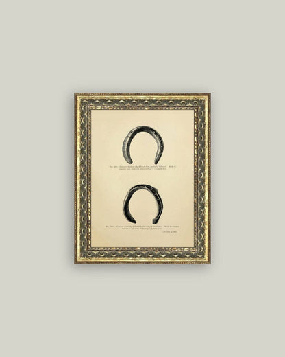 Horse Shoe Study: 8x10