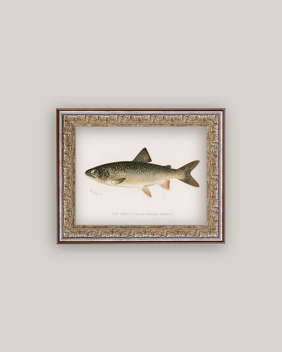 Lake Trout Framed Antique Art