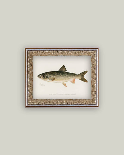Lake Trout Framed Antique Art