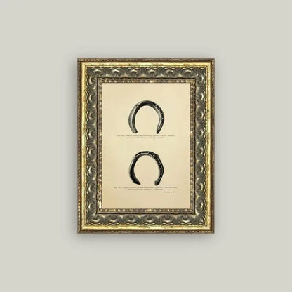 Framed Antique Prints and Photo Frames
